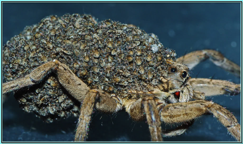 Wolf Spider With Babies In Pool